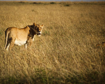 Side view of a cat on field