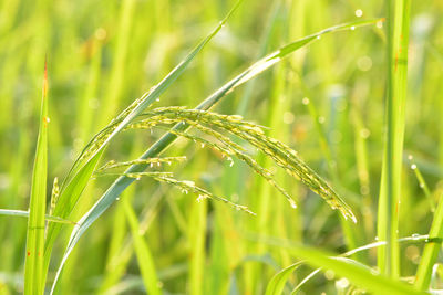 Close-up of wet crop growing on field