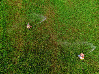 High angle view of plant on field