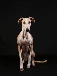 Portrait of dog sitting against black background