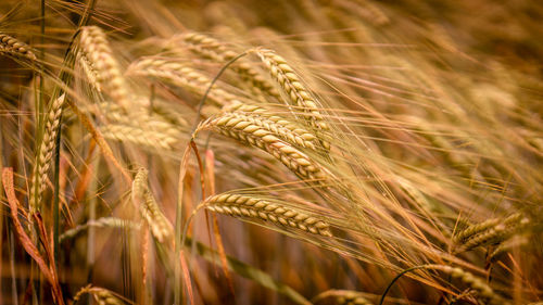 Close-up of wheat growing on field