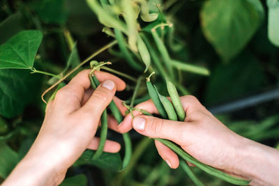 Young woman picking green beans from the vegetable garden