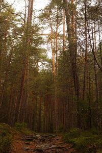 Trees in forest during autumn