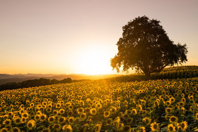 Scenic view of field against sky during sunset