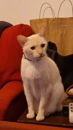 pet