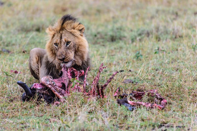 Lion eating dead animal on field