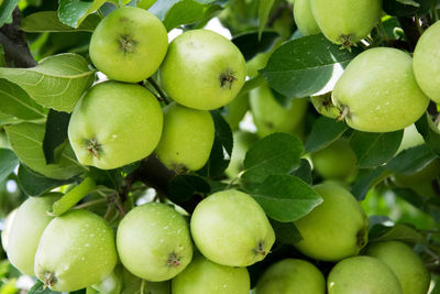 Full frame shot of apples