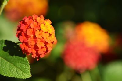 Close-up of orange flowering plant