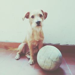 Portrait of dog sitting with ball