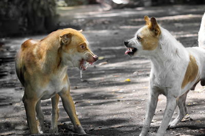 View of two dogs on land