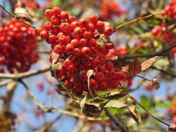 Close-up of fruits growing on tree