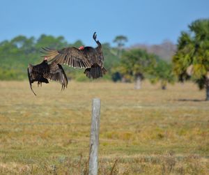 Birds on field against sky