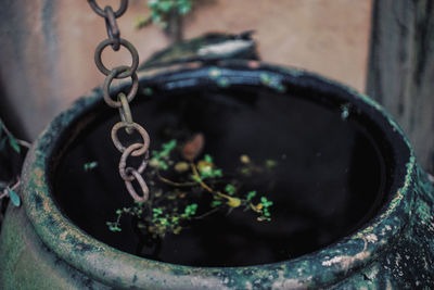 High angle view of potted plant
