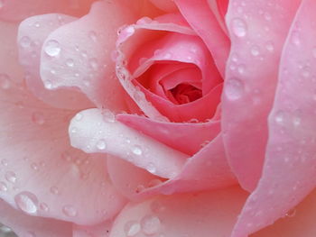 Close-up of pink rose