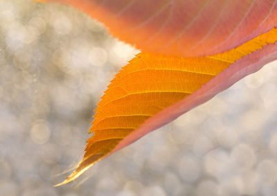 Close-up of orange leaf