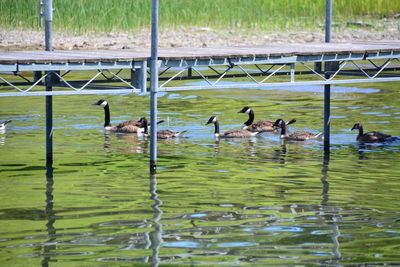 Birds in lake