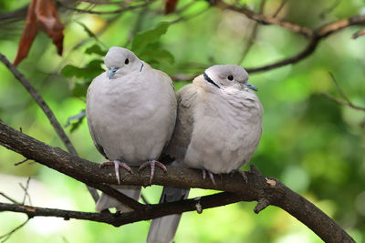Close-up of two collared doves perching on a branch