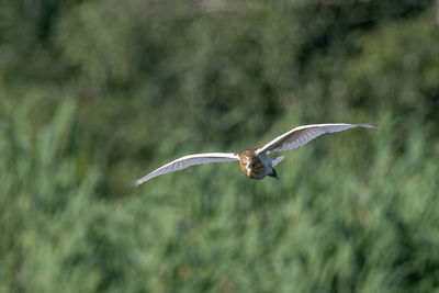 Bird flying against blurred background