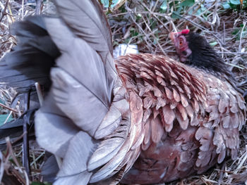 Close-up of a bird