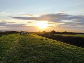 Scenic view of grassy field against sky during sunset