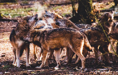 Majestic creatures grey wolves