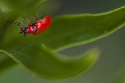 Close-up of ant on leaf