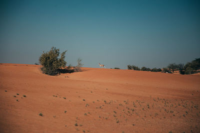 Scenic view of desert against clear sky