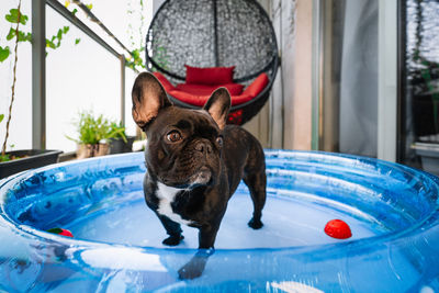 Portrait of a french bulldog dog in the water in inflatable pool at home