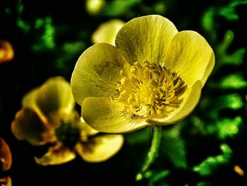 Close-up of yellow flowers