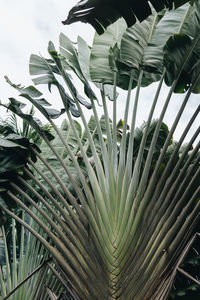 Close-up of palm leaf on field