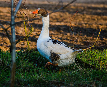 View of duck on field