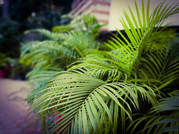 Close-up of palm tree leaves