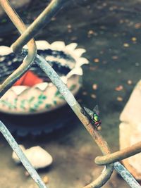 Close-up of grasshopper on metal fence