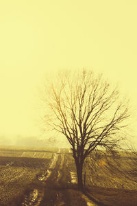 Bare tree on field against clear sky