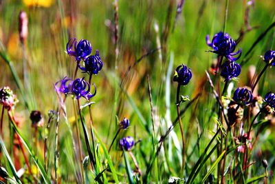 Close-up of insect on purple flowers