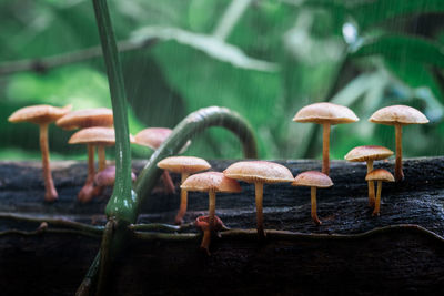 Close-up of mushrooms growing in forest