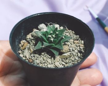 Close-up of hand holding plant