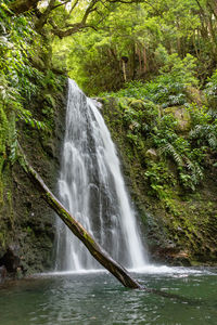 Scenic view of waterfall in forest