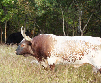 Bull on grassy field in forest