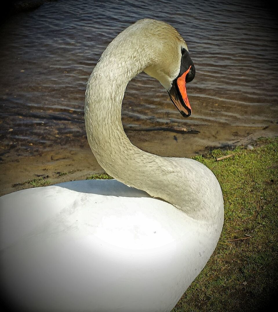 Swan series