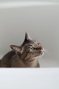 Close-up of a cat looking away