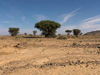 Trees on field against sky