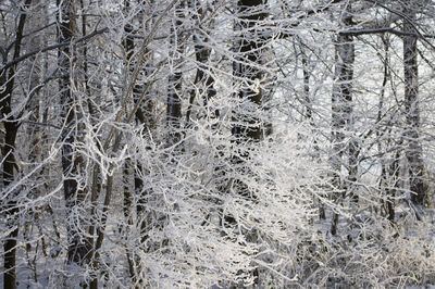 Full frame shot of frozen trees in forest during winter