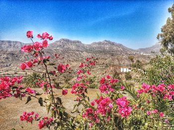 Pink flowering plants by land against sky