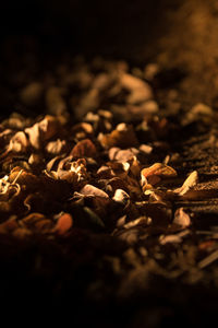 Close-up of dry flowers at night