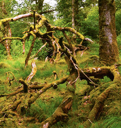 Close-up of tree in forest