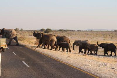 Horses walking on road against the sky