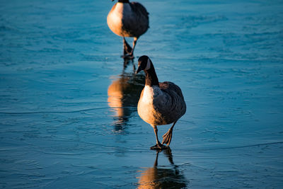 Close-up of duck in lake