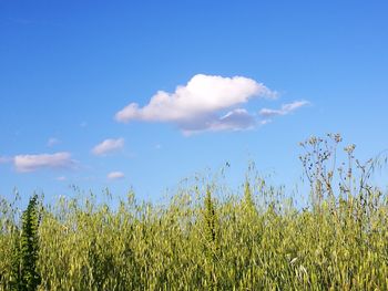Plants growing on field against blue sky