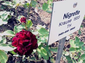 Close-up of flowers